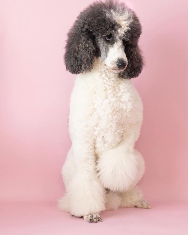 White/gray poodle finished groom sitting portrait, clean pink studio background