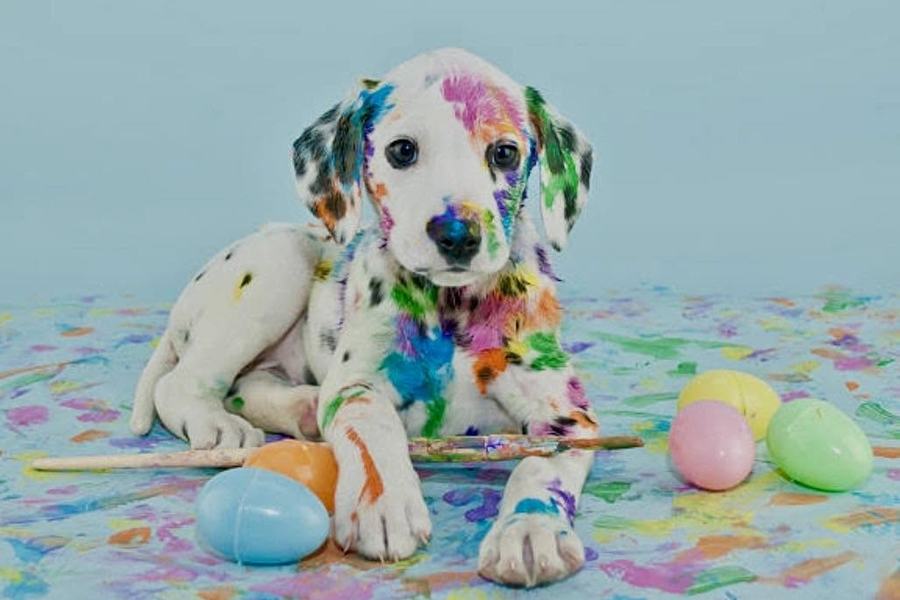Pastel rainbow-painted dalmatian puppy Easter eggs colorful backdrop