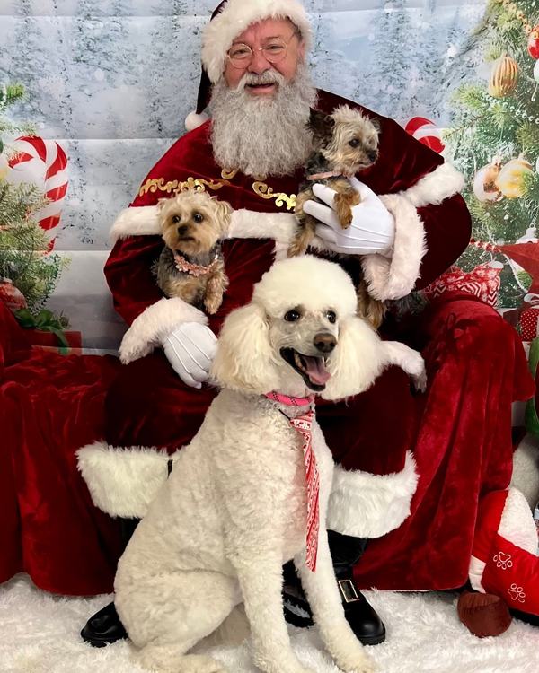 Santa holding dog beside white poodle wearing pink bandana on floor