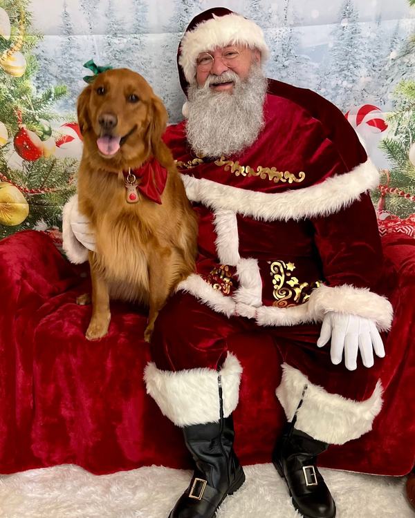 Santa seated beside golden retriever looking at camera, clean shot
