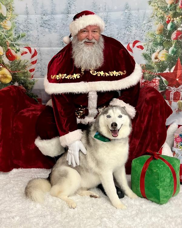White husky sitting beside Santa, looking at camera, clean