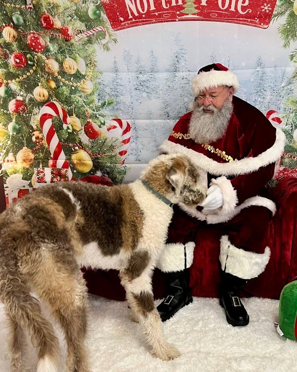 Shepherd-mix dog standing, looking at camera beside Santa
