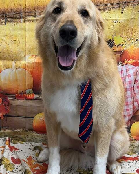 Golden retriever wearing striped tie, fall backdrop, great smile