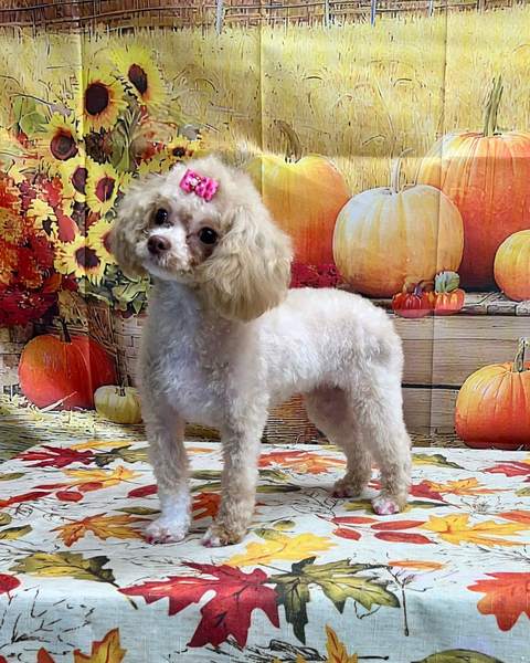 White poodle mix, pink bow, standing, sharp studio portrait