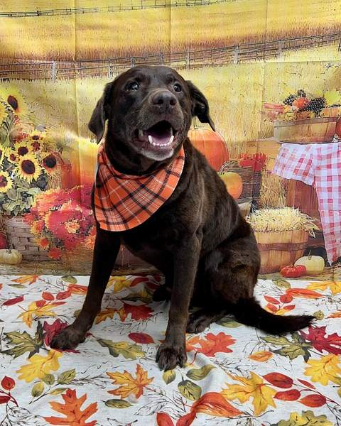 Chocolate lab, orange bandana, sitting, mouth open, sharp