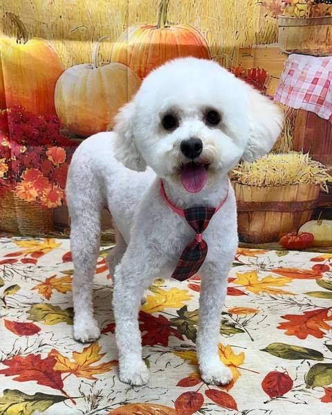 White bichon wearing sunglasses, standing, fun playful shot