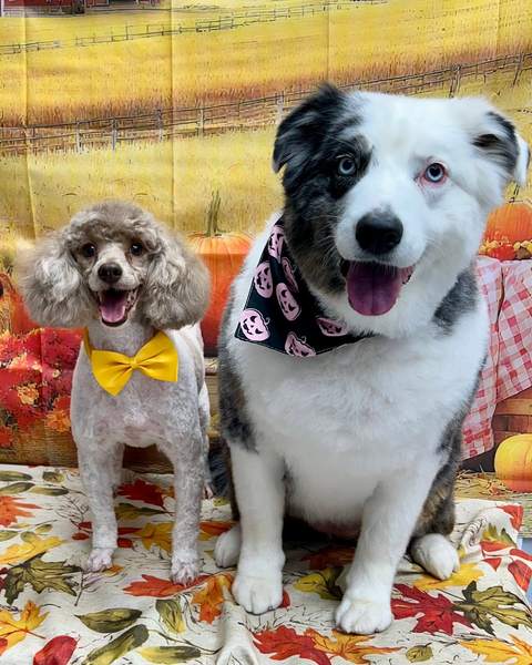 Poodle and border collie sitting together, yellow bow, pink bandana