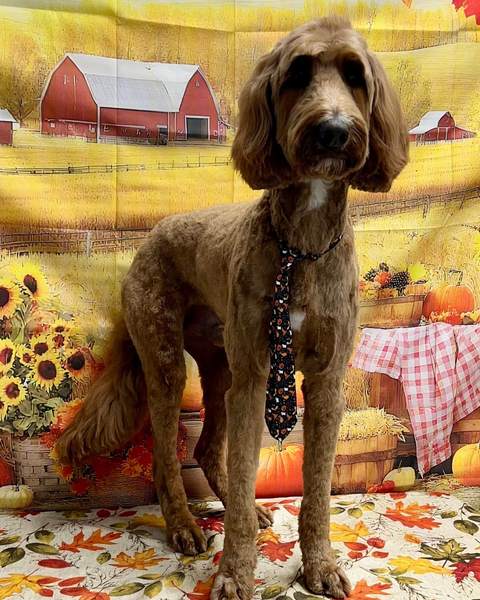 Large reddish standard poodle, tie, standing tall, majestic sharp
