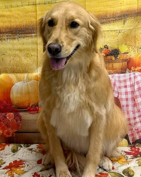 Golden retriever sitting, open-mouth smile, great light
