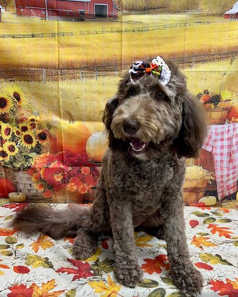 Brown Goldendoodle sitting, bow, big happy smile