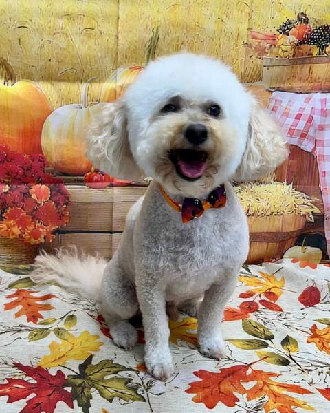 White fluffy Poodle mix sitting, big open-mouth smile
