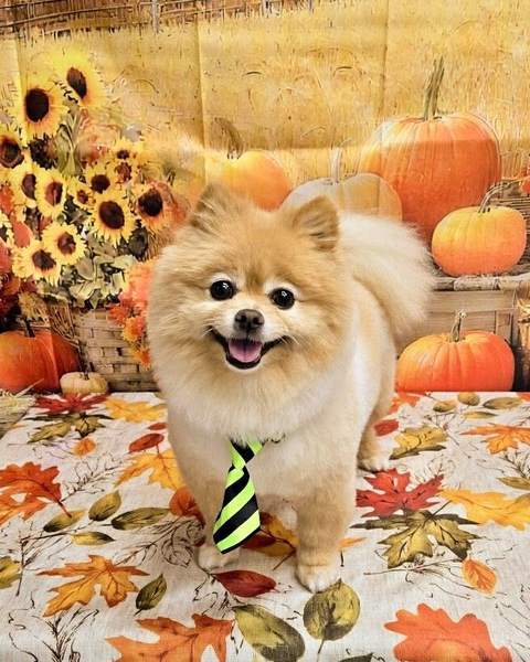 Fluffy orange Pomeranian sitting, tie, very photogenic