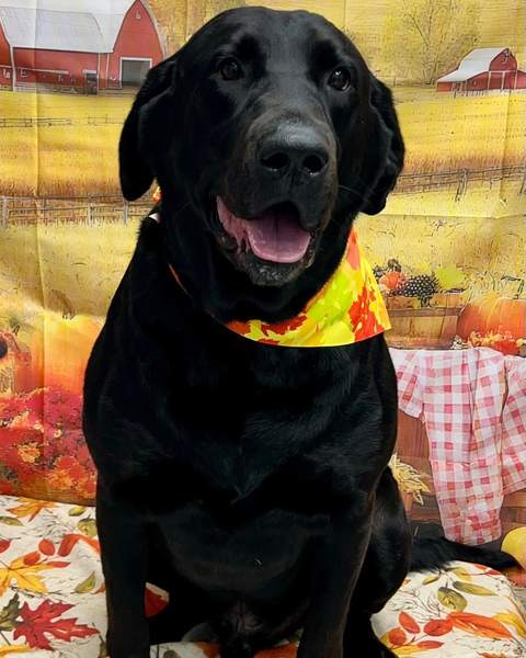 Black Labrador sitting, orange bandana, sharp studio look