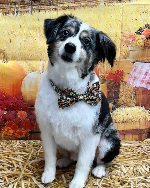 Tricolor Aussie mix sitting, bow tie, alert expression