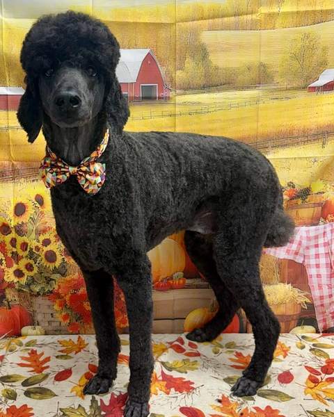 Black Standard Poodle standing, bow tie, sharp studio shot