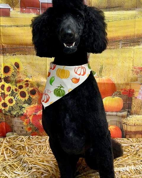 Black Standard Poodle sitting, pumpkin bandana, joyful open mouth