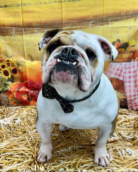 English Bulldog sitting on hay, black bow, characterful