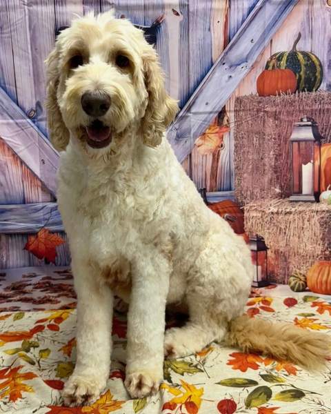 Cream Goldendoodle sitting, unique wood-barn-door backdrop, happy