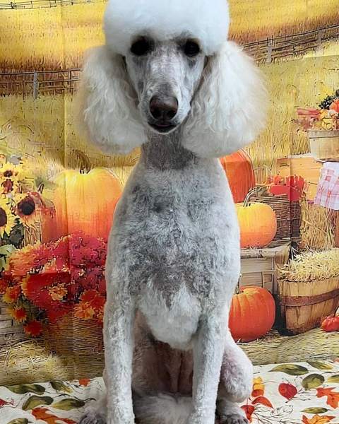 Standard poodle, elegant trim, clean sit, fall backdrop
