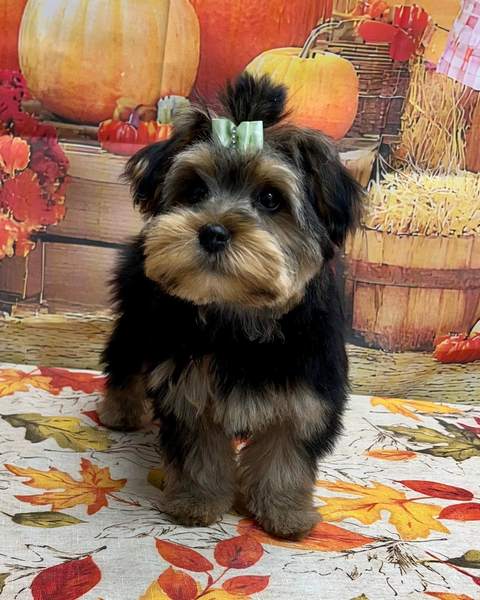 Yorkie puppy with green bow on fall pumpkin backdrop