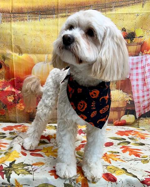 Cream cockapoo wearing black halloween bandana, fall backdrop