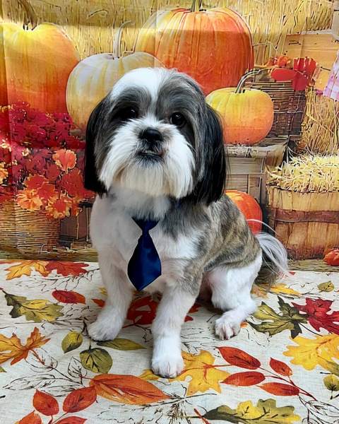 Shih tzu wearing blue tie, fall pumpkin backdrop