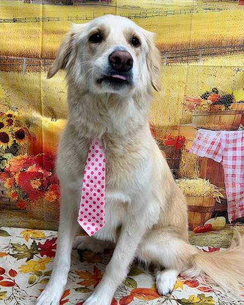 Tan dog wearing pink tie, fall pumpkin backdrop