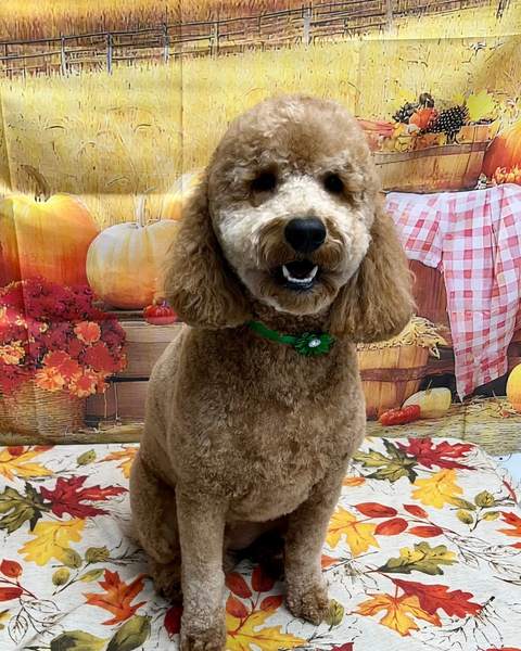 Red poodle/doodle wearing green collar, fall backdrop