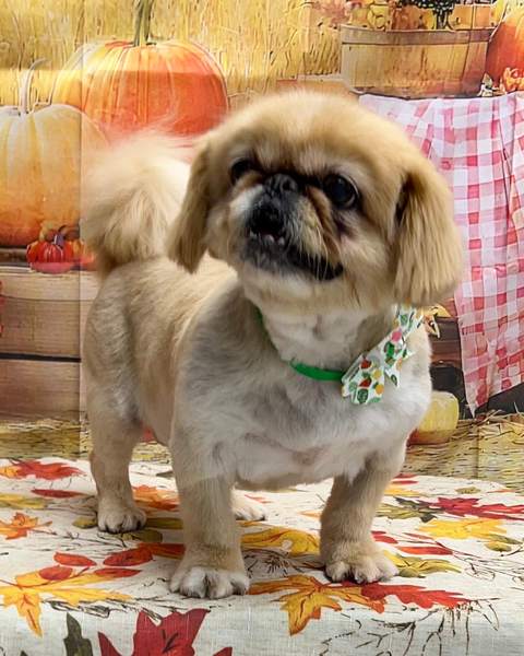 Pekingese dog with green bandana, fall pumpkin backdrop