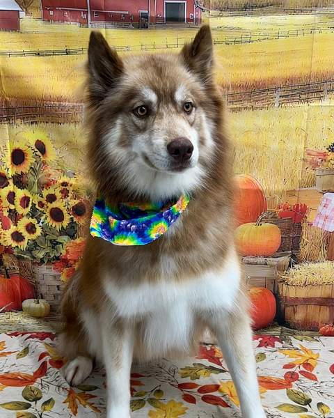 Husky-mix dog wearing tie-dye bandana, fall backdrop