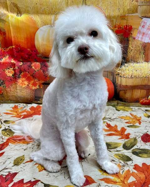 White bichon/poodle mix, fall pumpkin backdrop