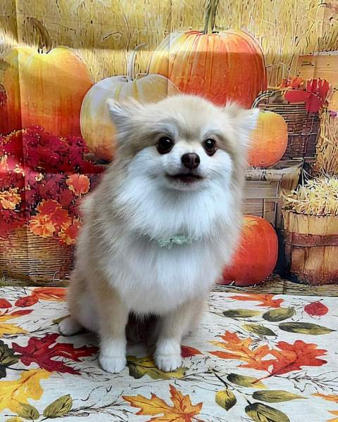 Fluffy white pomeranian, fall pumpkin backdrop