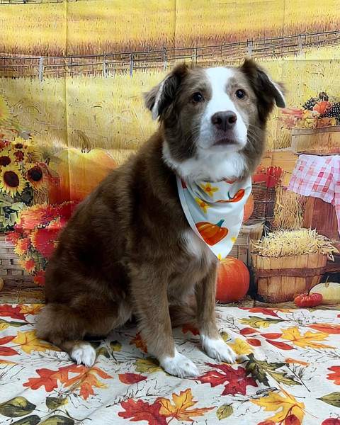 Border collie mix puppy with bandana, hay bales visible