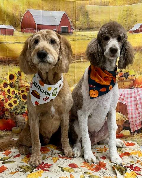 Two doodles/poodles together wearing autumn bandanas, fall barn backdrop