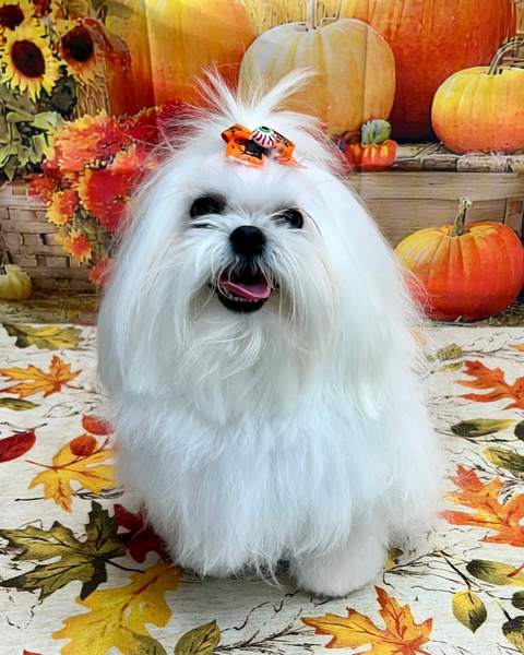 White maltese wearing orange flower headband, fall backdrop
