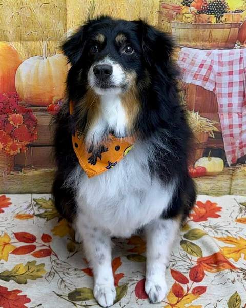 Australian Shepherd, orange bandana, clean sit, fall backdrop