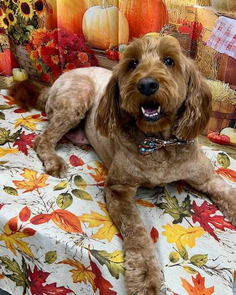 Cockapoo, rich red-brown coat, sitting up, fall backdrop