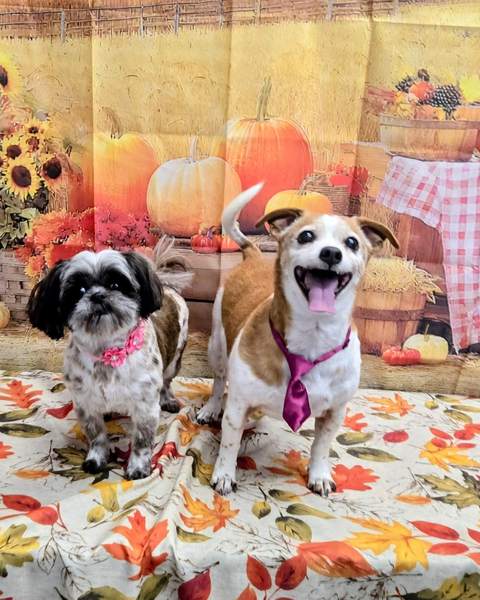 Two small dogs together, pink bandana and tie, both smiling