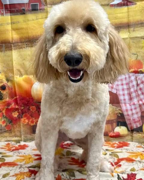 Goldendoodle, big grin, standing, clean fall backdrop