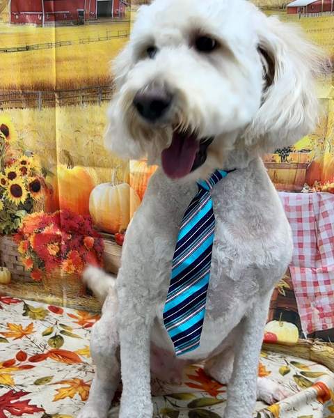 Goldendoodle, blue striped tie, tongue out, sitting, fall backdrop
