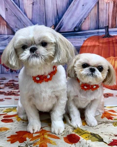 Two white shih tzu/lhasa puppies, matching red collars