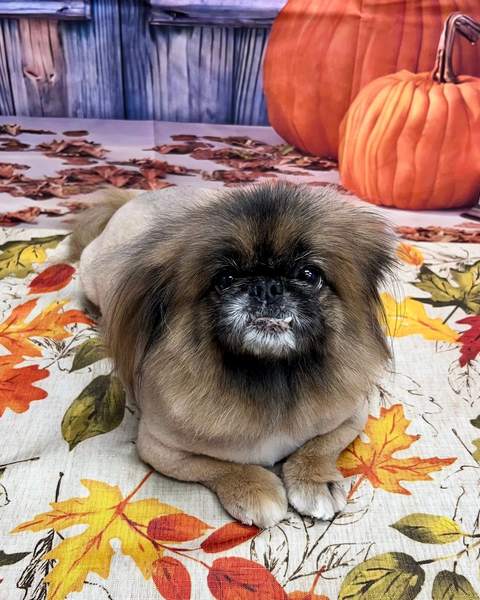 Pekingese lying down, unique breed, purple barn backdrop