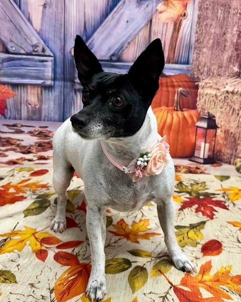 Rat terrier mix, alert ears up, pink collar, barn backdrop