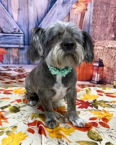Schnauzer/terrier mix, teal flower collar, purple barn backdrop