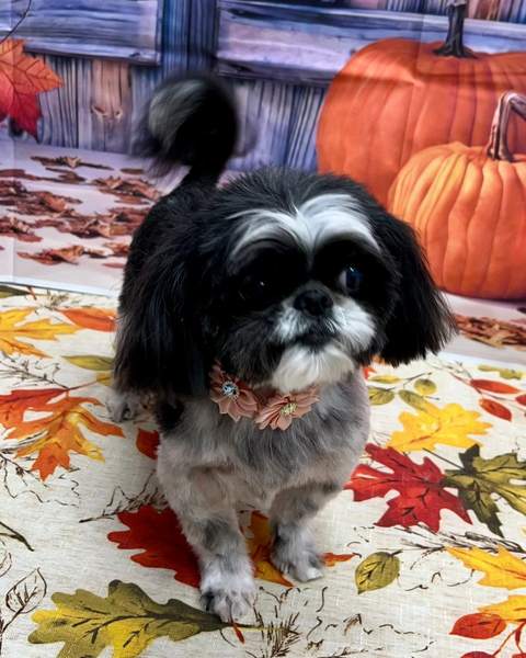 Shih tzu, pink flower collar, standing, purple barn backdrop