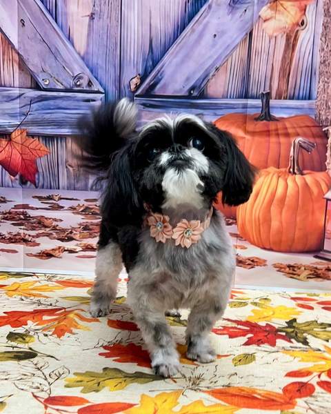 Shih tzu, floral collar, standing, purple barn backdrop