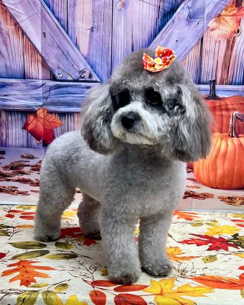 Poodle, orange hair clip, standing, purple barn backdrop