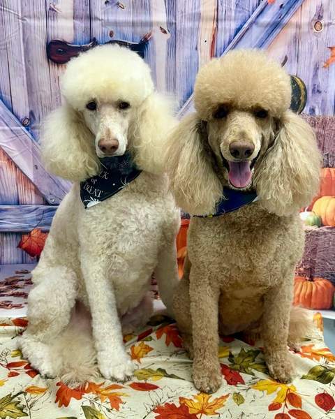 Two poodles sitting together, purple barn-door backdrop
