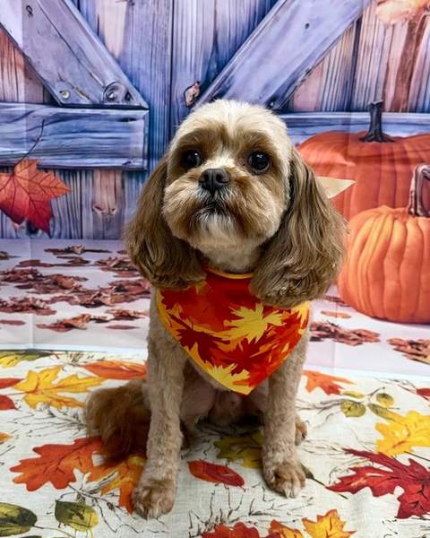 Cavapoo, orange bandana, sitting, purple barn backdrop