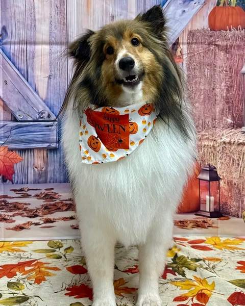 Sheltie, heart-print bandana, standing, barn backdrop